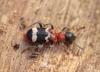 Thanasimus formicarius